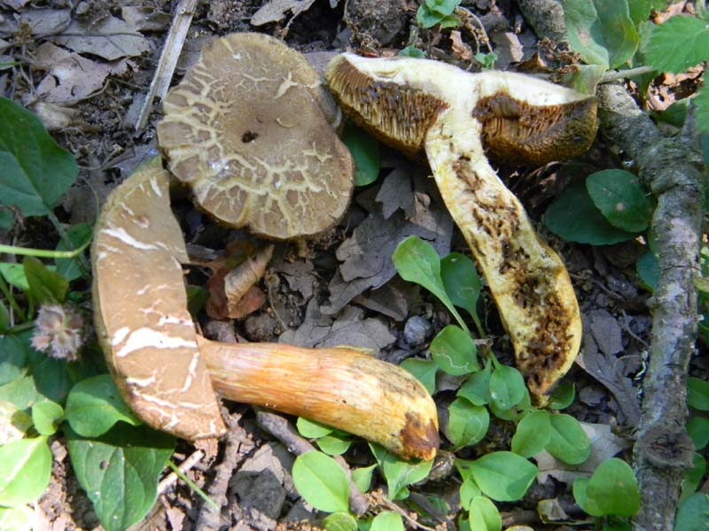 Ritovamenti del 21.06.2011.sotto Quercia 2gruppo