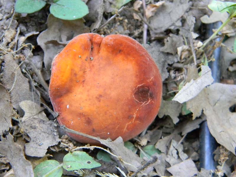 Ritovamenti del 21.06.2011.sotto Quercia 2gruppo