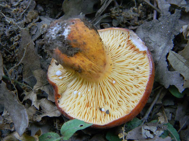 Ritovamenti del 21.06.2011.sotto Quercia 2gruppo