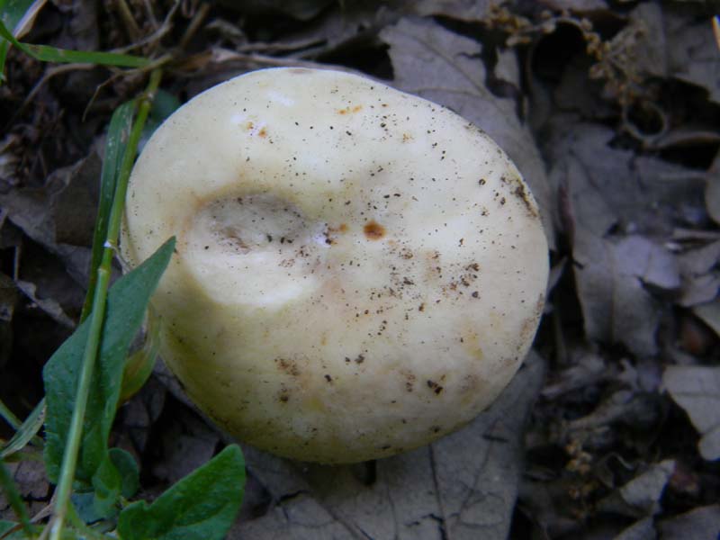 Ritovamenti del 21.06.2011.sotto Quercia 2gruppo