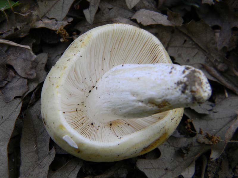 Ritovamenti del 21.06.2011.sotto Quercia 2gruppo