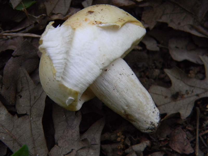 Ritovamenti del 21.06.2011.sotto Quercia 2gruppo