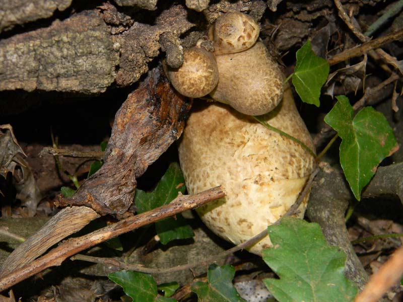 Ritovamenti del 21.06.2011.sotto Quercia 2gruppo