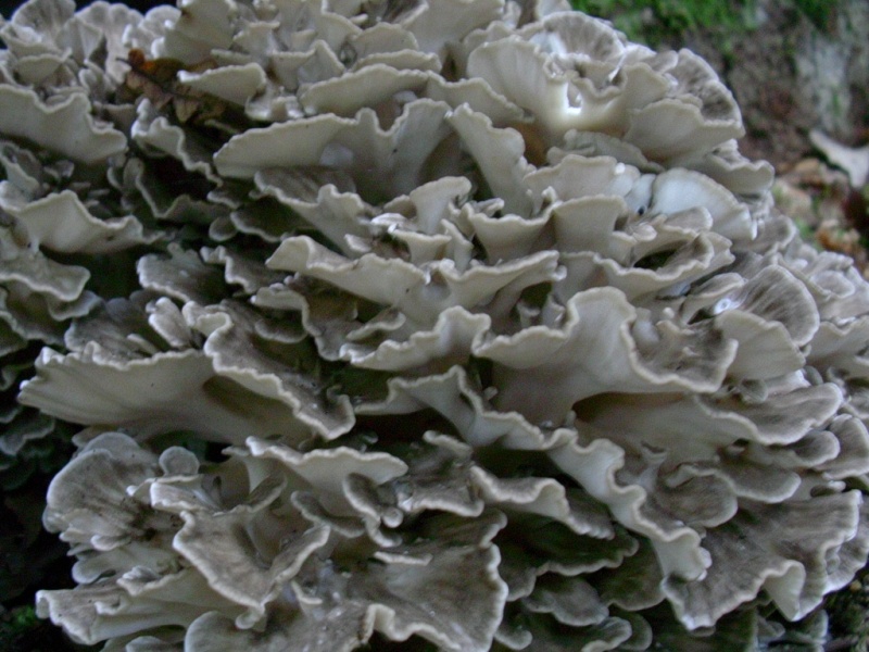 Vecchio ritrovamento fotografato  nel mese di settembre