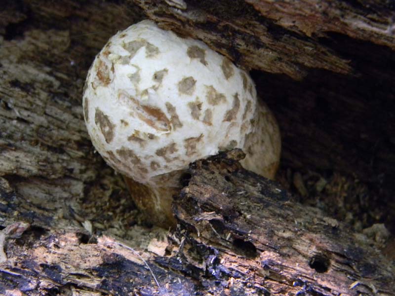 Ritovamenti del 21.06.2011.sotto Quercia 2gruppo
