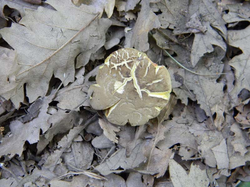 Ritovamenti del 21.06.2011.sotto Quercia 2gruppo