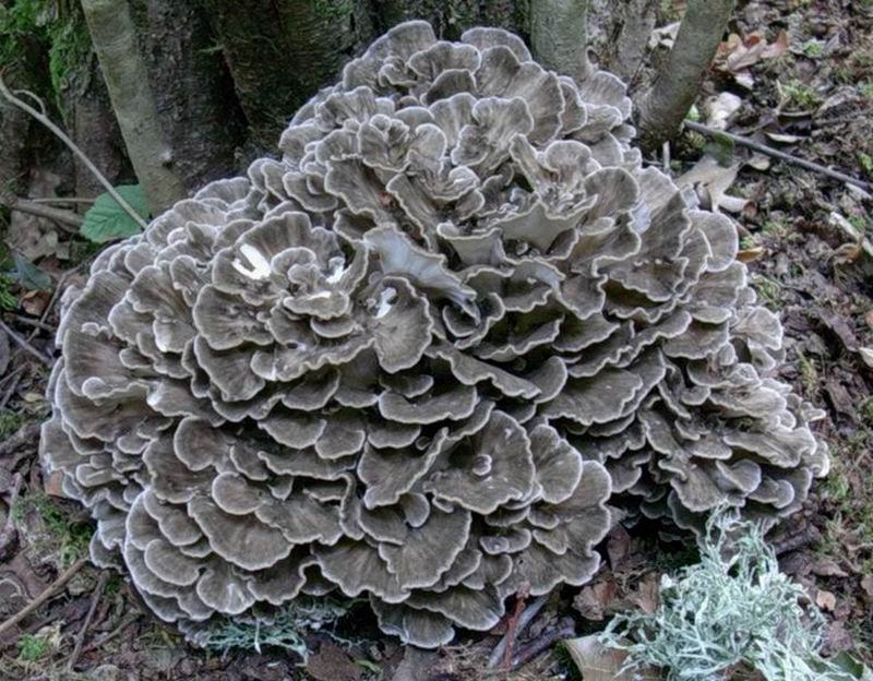 Vecchio ritrovamento fotografato  nel mese di settembre