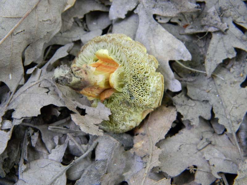 Ritovamenti del 21.06.2011.sotto Quercia 2gruppo