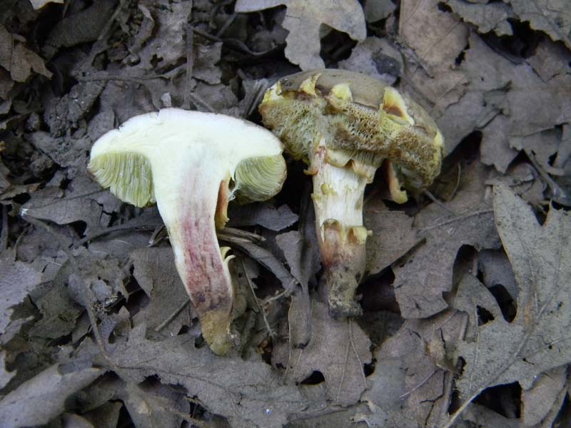 Ritovamenti del 21.06.2011.sotto Quercia 2gruppo