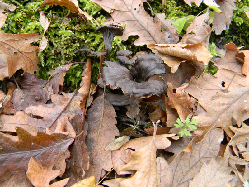 Craterellus cornucopioides fotog.il 14.12.2010.