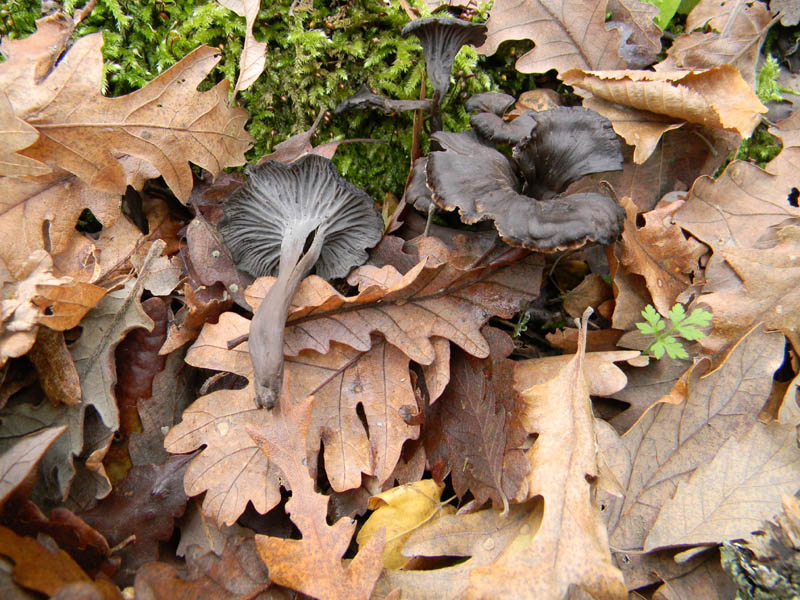 Craterellus cornucopioides fotog.il 14.12.2010.