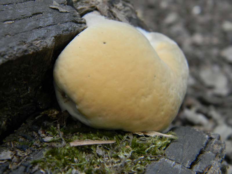 Ritrovamenti del 24.06.2011.sotto Quercia 1gruppo