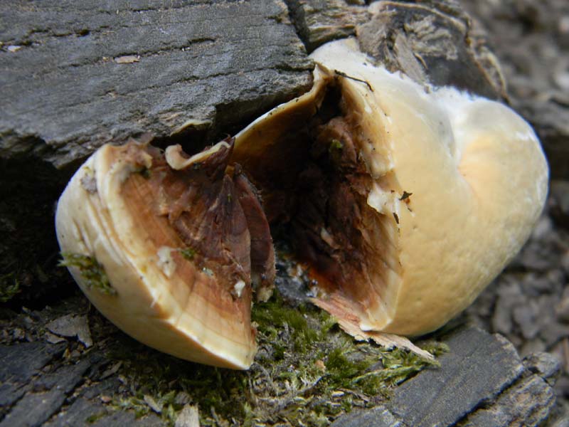 Ritrovamenti del 24.06.2011.sotto Quercia 1gruppo