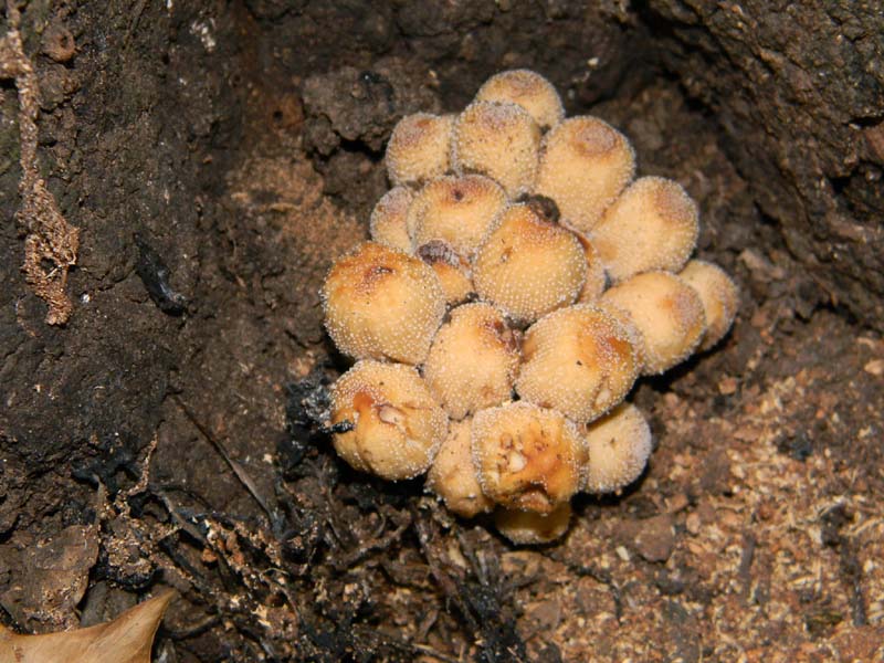 Ritrovamenti del 24.06.2011.sotto Quercia 1gruppo