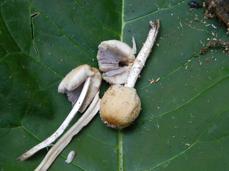 Ritrovamenti del 24.06.2011.sotto Quercia 1gruppo