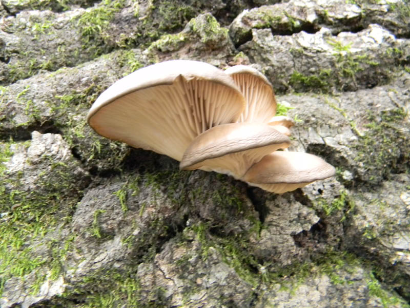 Pleurotus  ostreatus fotog.il 12.12.2010.