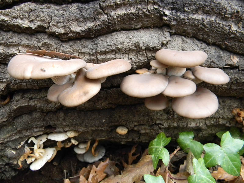 Pleurotus  ostreatus fotog.il 12.12.2010.