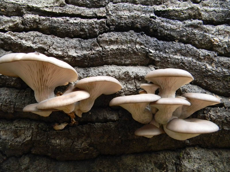 Pleurotus  ostreatus fotog.il 12.12.2010.