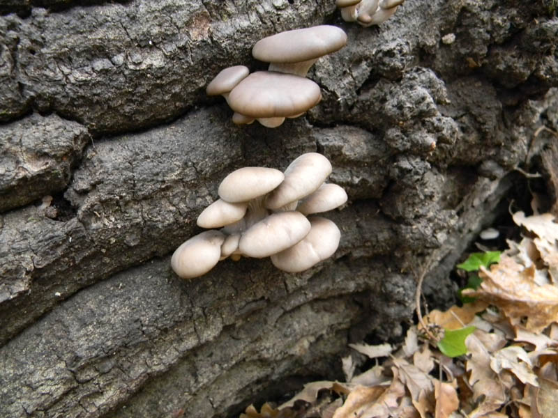 Pleurotus  ostreatus fotog.il 12.12.2010.