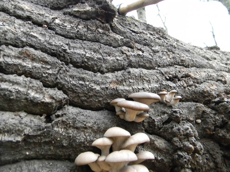 Pleurotus  ostreatus fotog.il 12.12.2010.
