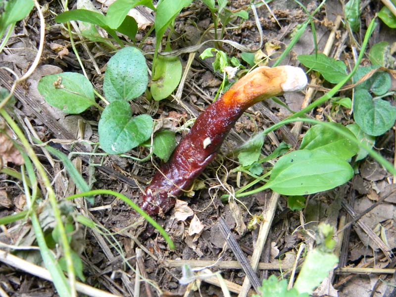 Ritrovamenti del 24.06.2011.sotto Quercia 1gruppo