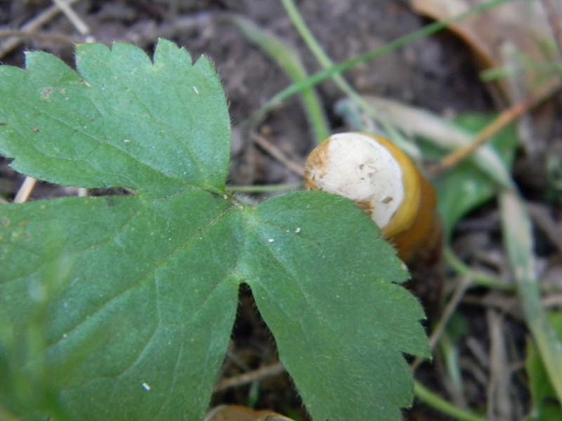 Ritrovamenti del 24.06.2011.sotto Quercia 1gruppo