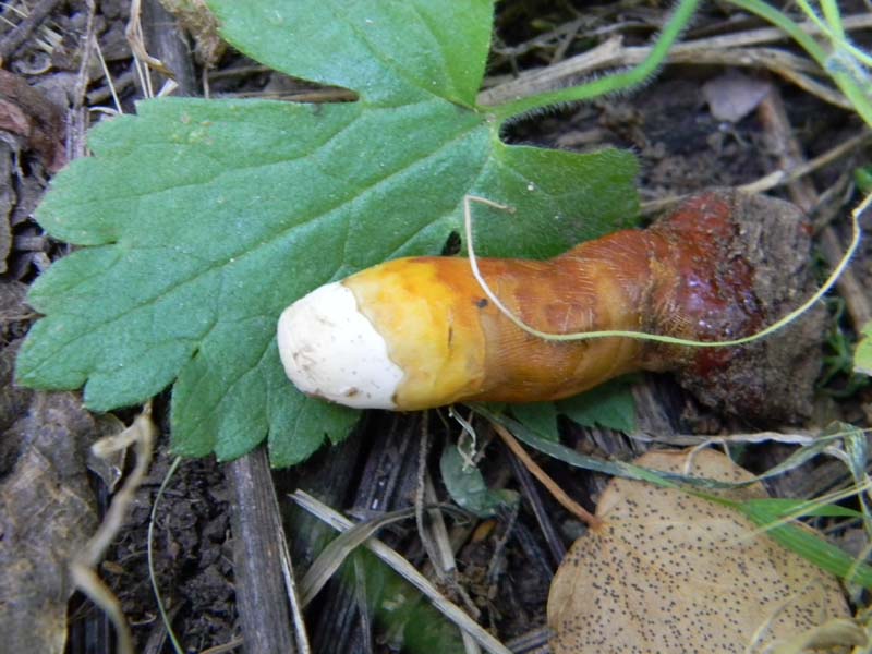 Ritrovamenti del 24.06.2011.sotto Quercia 1gruppo