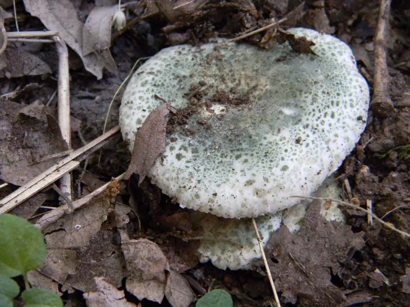 Ritrovamenti del 24.06.2011.sotto Quercia 1gruppo