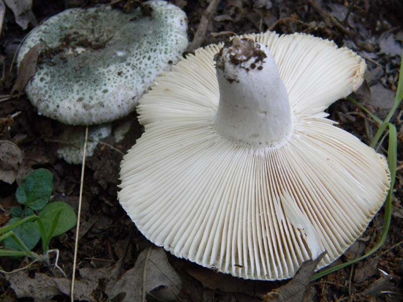 Ritrovamenti del 24.06.2011.sotto Quercia 1gruppo