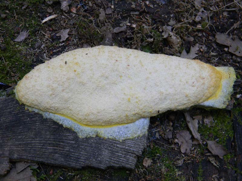 Ritrovamenti del 24.06.2011. 2gruppo