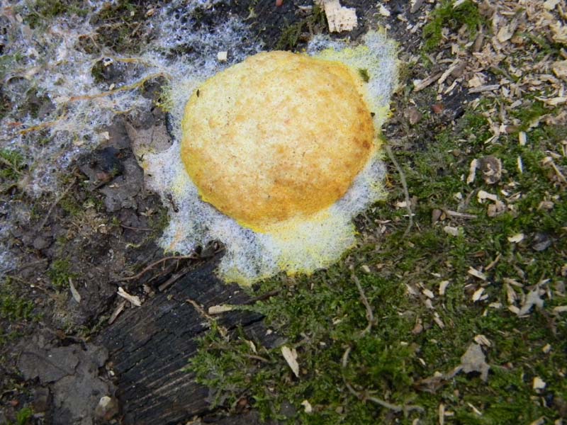 Ritrovamenti del 24.06.2011. 2gruppo