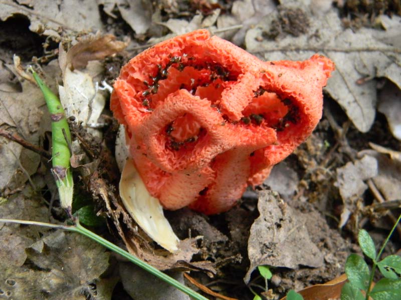 Ritrovamenti del 24.06.2011. 2gruppo