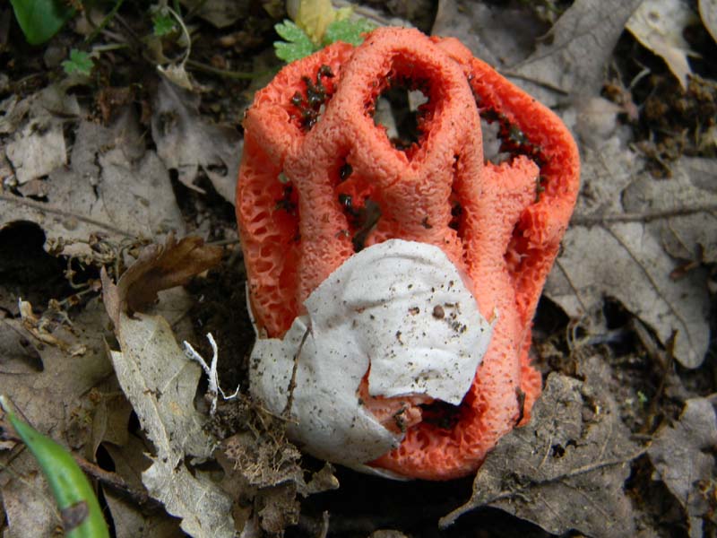 Ritrovamenti del 24.06.2011. 2gruppo