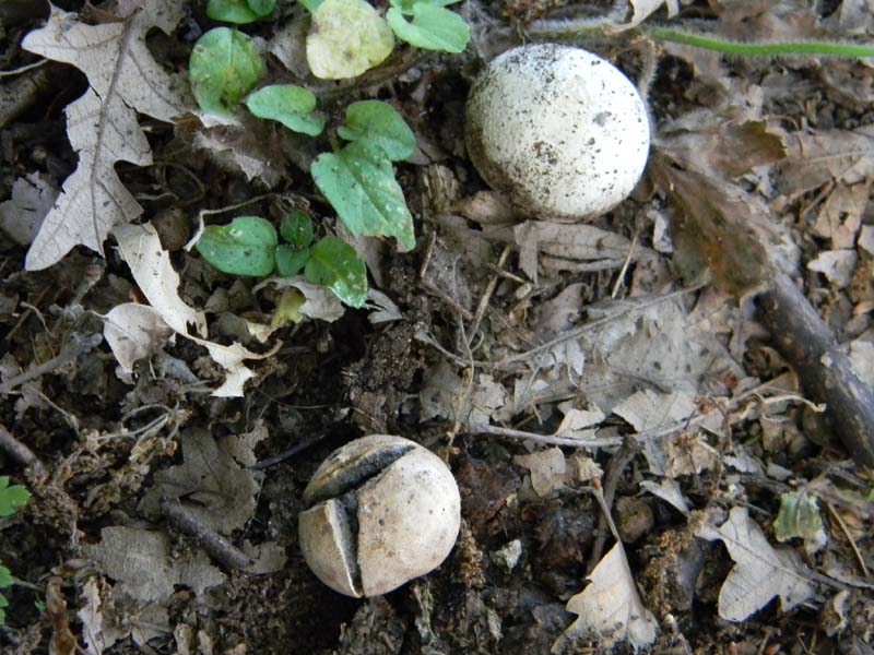 Ritrovamenti del 24.06.2011. 2gruppo