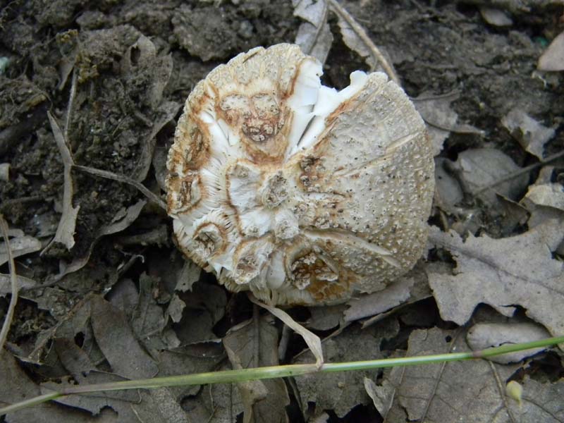 Ritrovamenti del 24.06.2011. 2gruppo