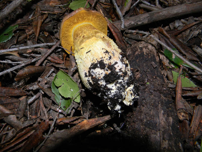 Leccini lepidum fotog.il14.12.2010.