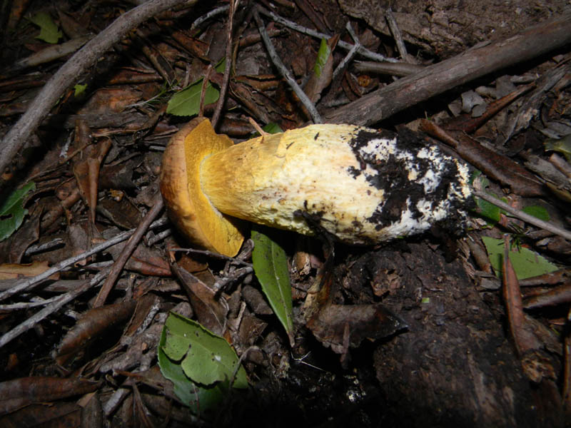 Leccini lepidum fotog.il14.12.2010.