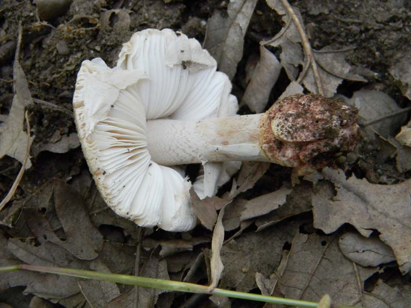 Ritrovamenti del 24.06.2011. 2gruppo