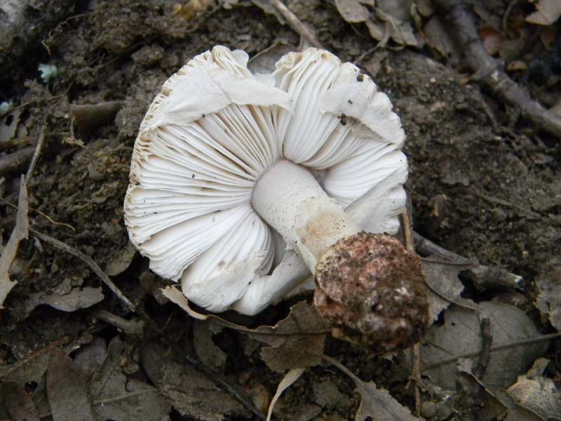 Ritrovamenti del 24.06.2011. 2gruppo