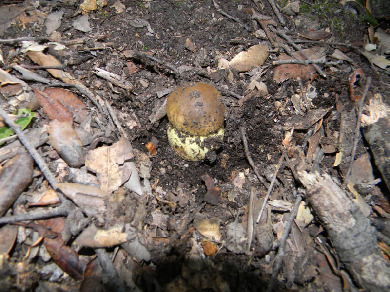 Leccini lepidum fotog.il14.12.2010.