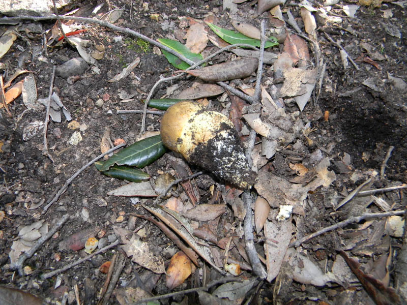 Leccini lepidum fotog.il14.12.2010.