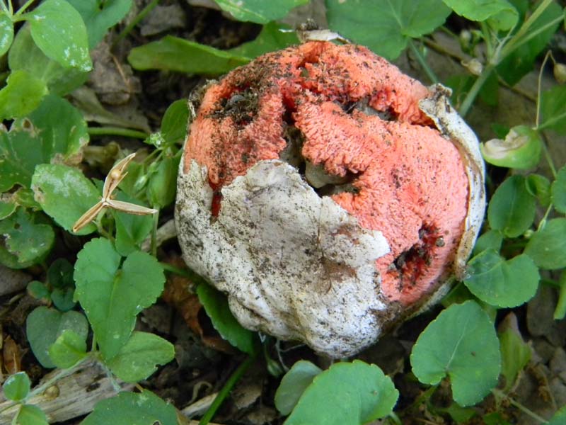 Ritrovamenti del 24.06.2011. 2gruppo