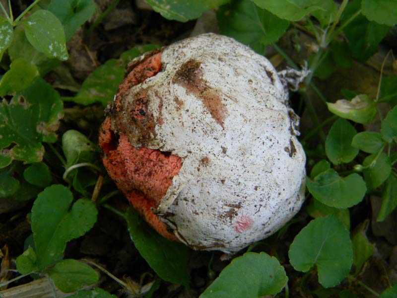 Ritrovamenti del 24.06.2011. 2gruppo