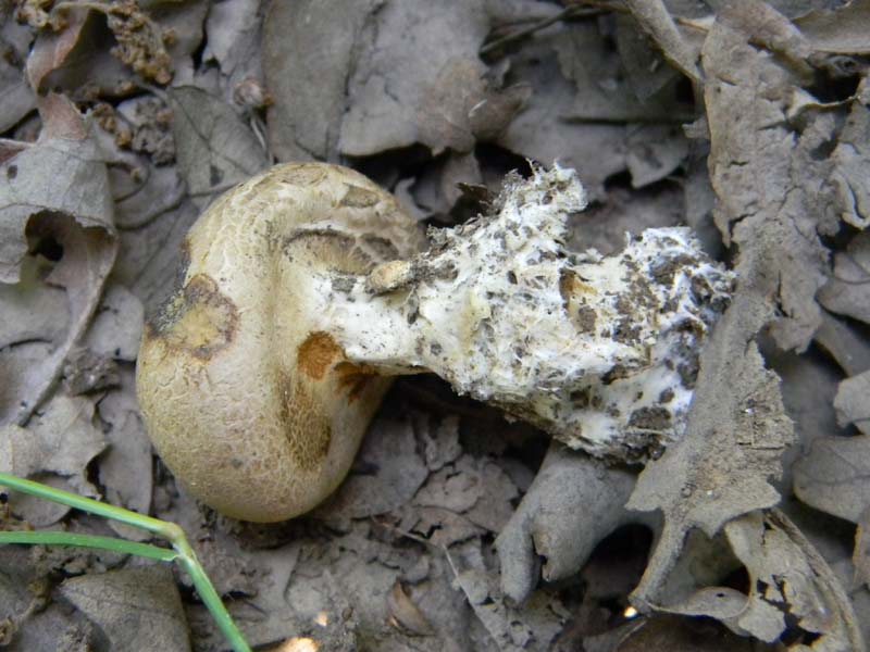 Ritrovamenti del 24.06.2011. 3gruppo