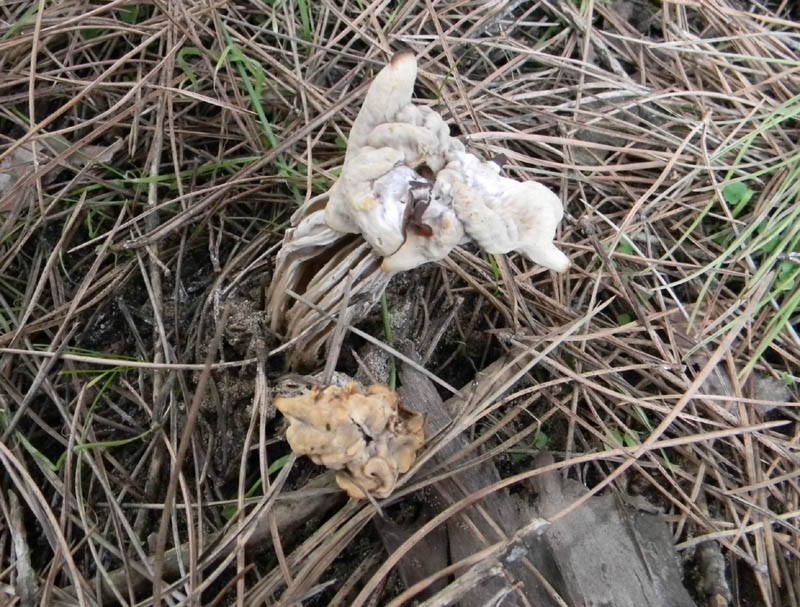 Helvella crispa fotog. il 17.12.2010.