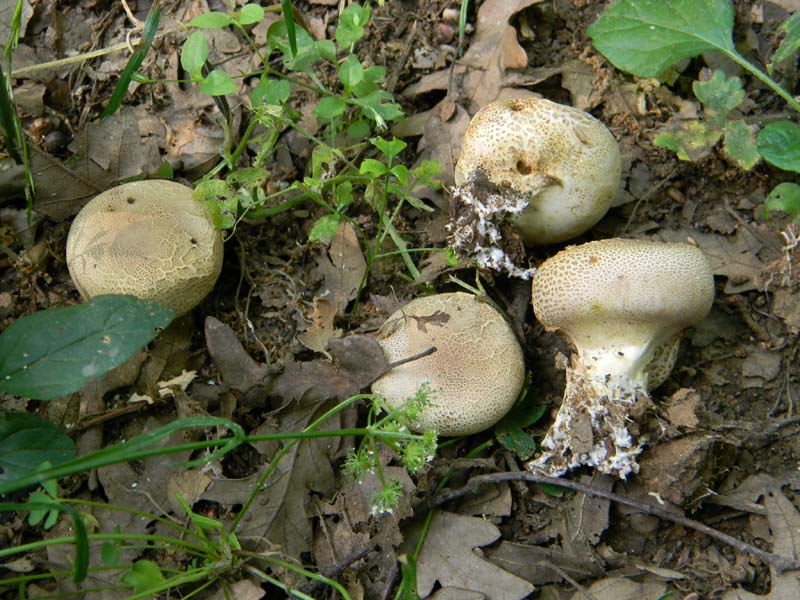 Ritrovamenti del 24.06.2011. 3gruppo