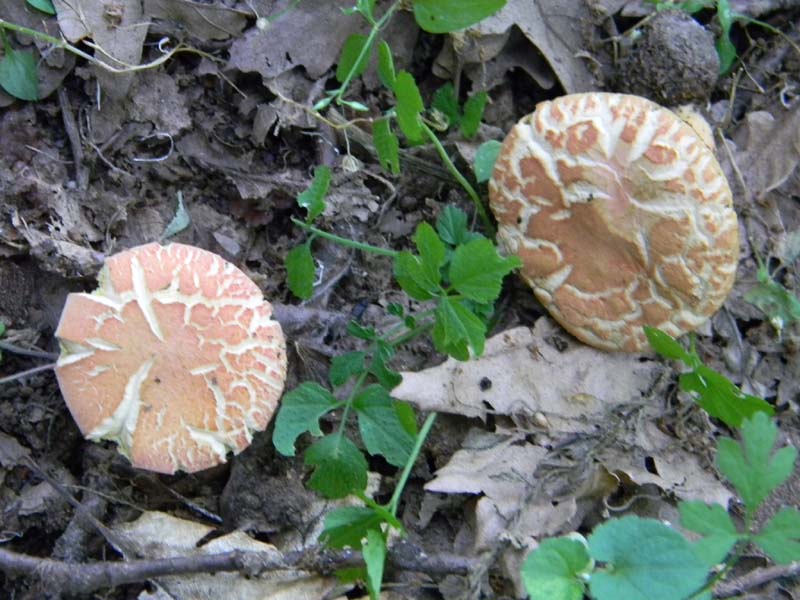 Ritrovamenti del 24.06.2011. 3gruppo