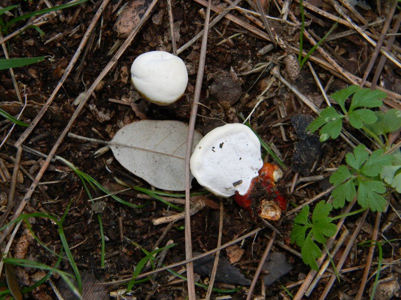Fotografati il10.01.2012.sotto Leccio e Pino marino