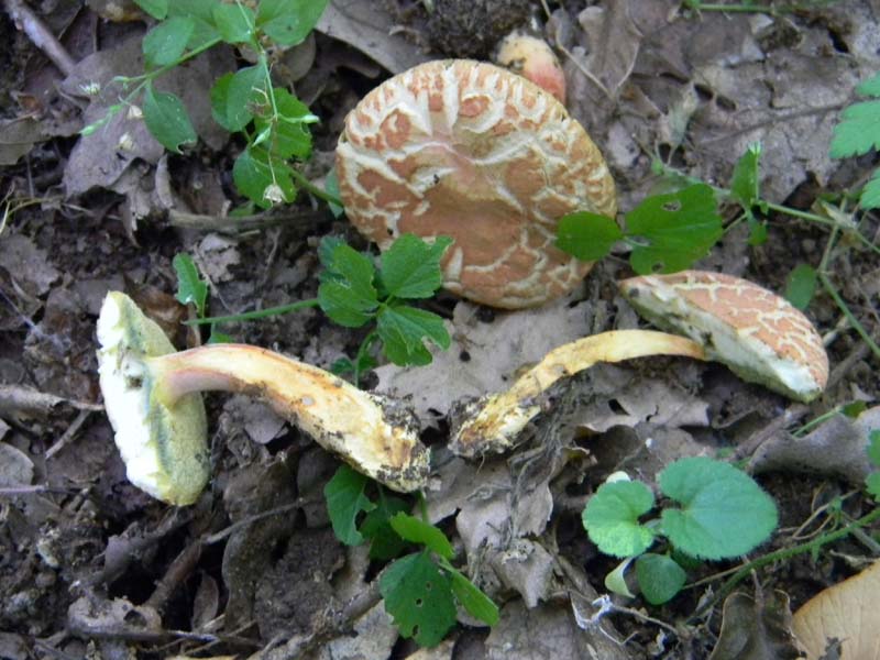 Ritrovamenti del 24.06.2011. 3gruppo