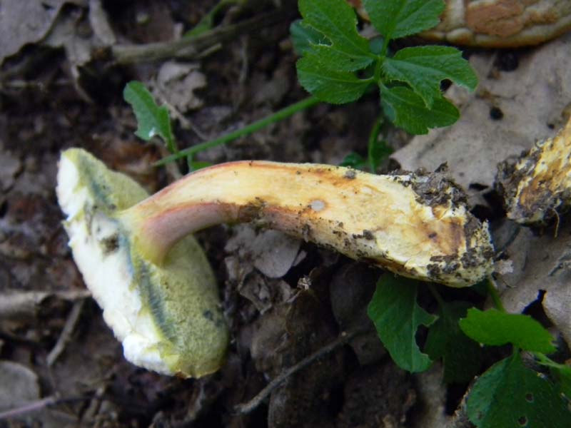 Ritrovamenti del 24.06.2011. 3gruppo